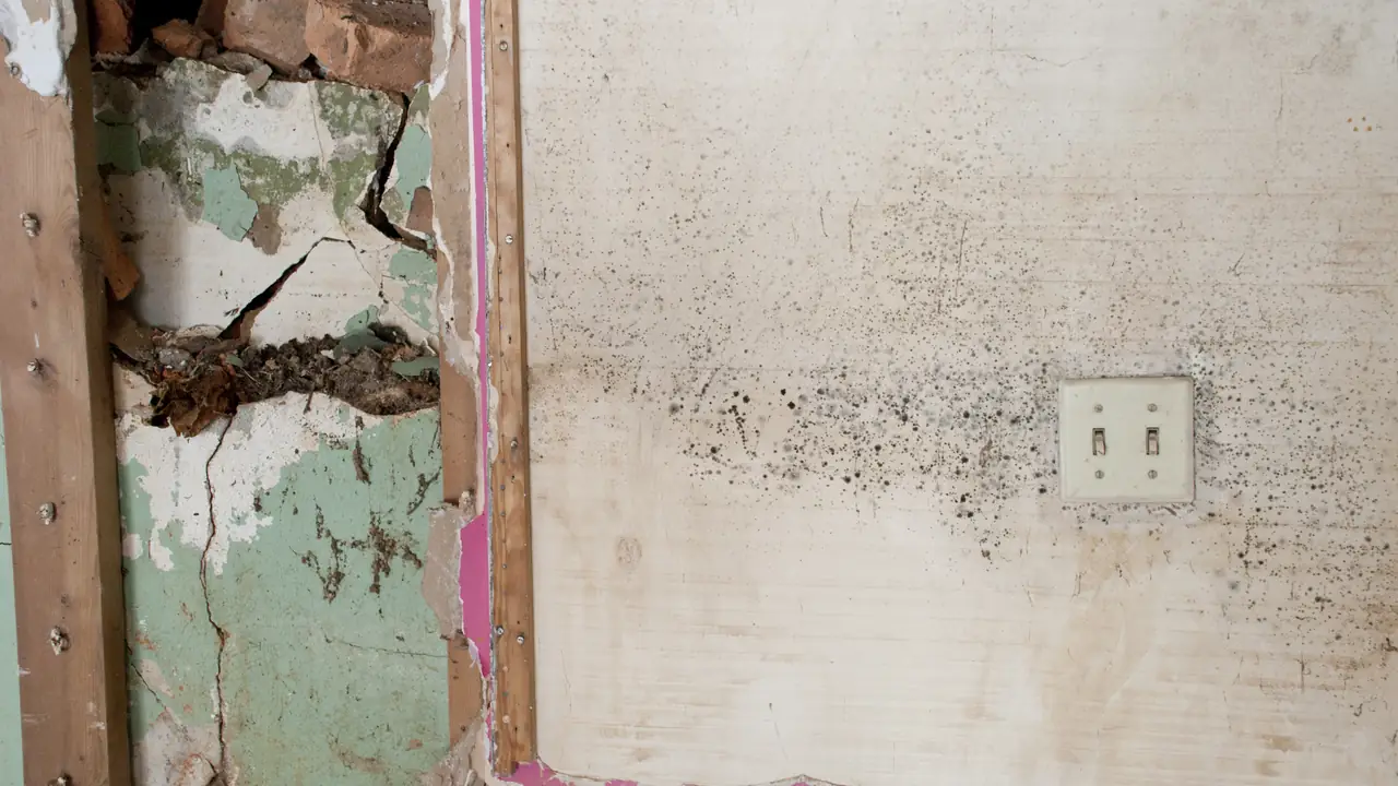Mold growth on a water-damaged wall
