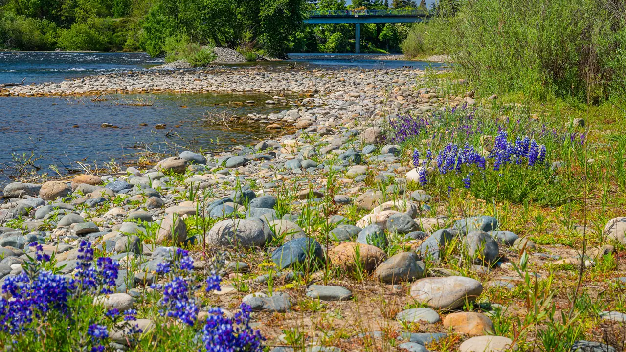 American River