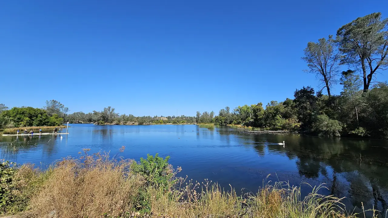 Trees in the Sacramento area