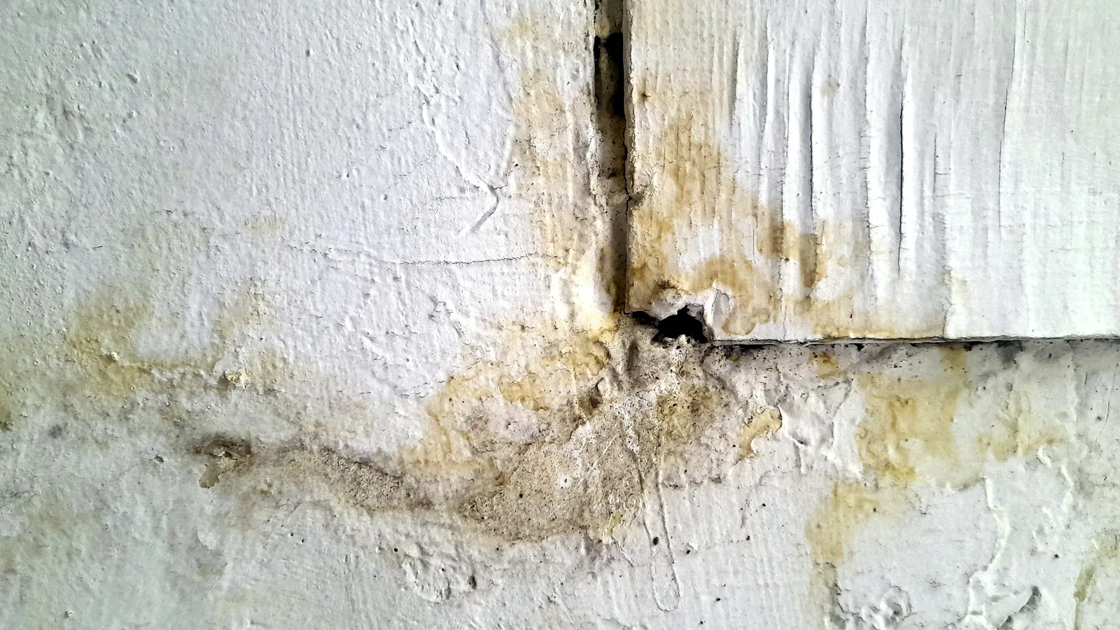 Commercial mold remediation in Sacramento, CA